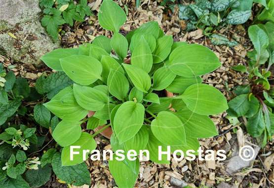 Hosta Lakeside Lime Time